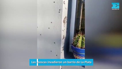Las moscas invadieron un barrio de La Plata
