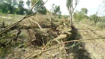 कैसे आएगी जागरूकता: सडक़ किनारे से काट दिए हरे पेड़