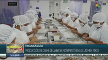 Empresas nicaragüenses incursionan en elaboración de carne de jaiba
