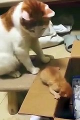 Cats doing funny things