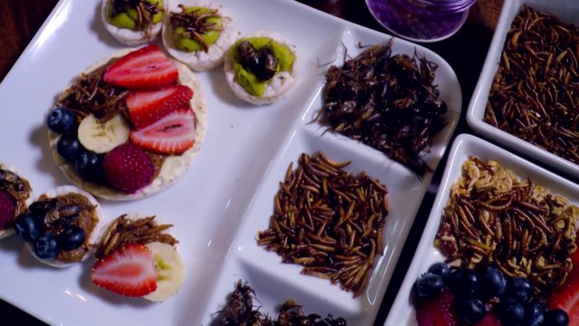 bd-insectos-comestibles-300523