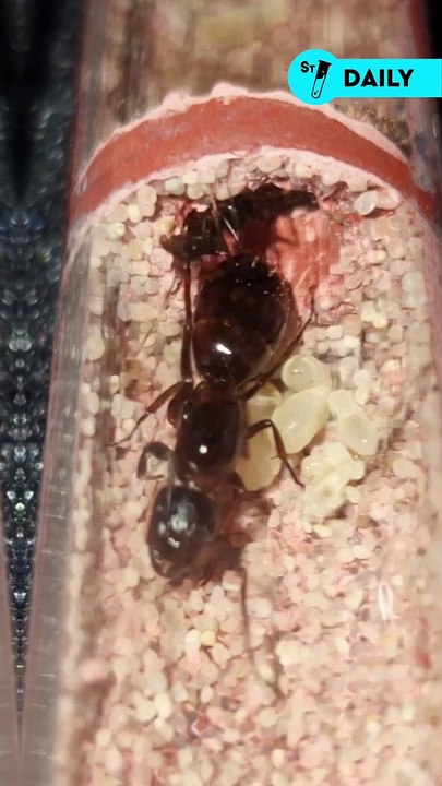 Chez les fourmis, devenir la reine est une grande étape qui n'est pas toujours sans danger ! 