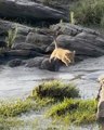 Lion Cub makes incredible LEAP OF FAITH across river!