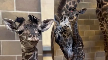 Baby Giraffe takes her FIRST STEPS!