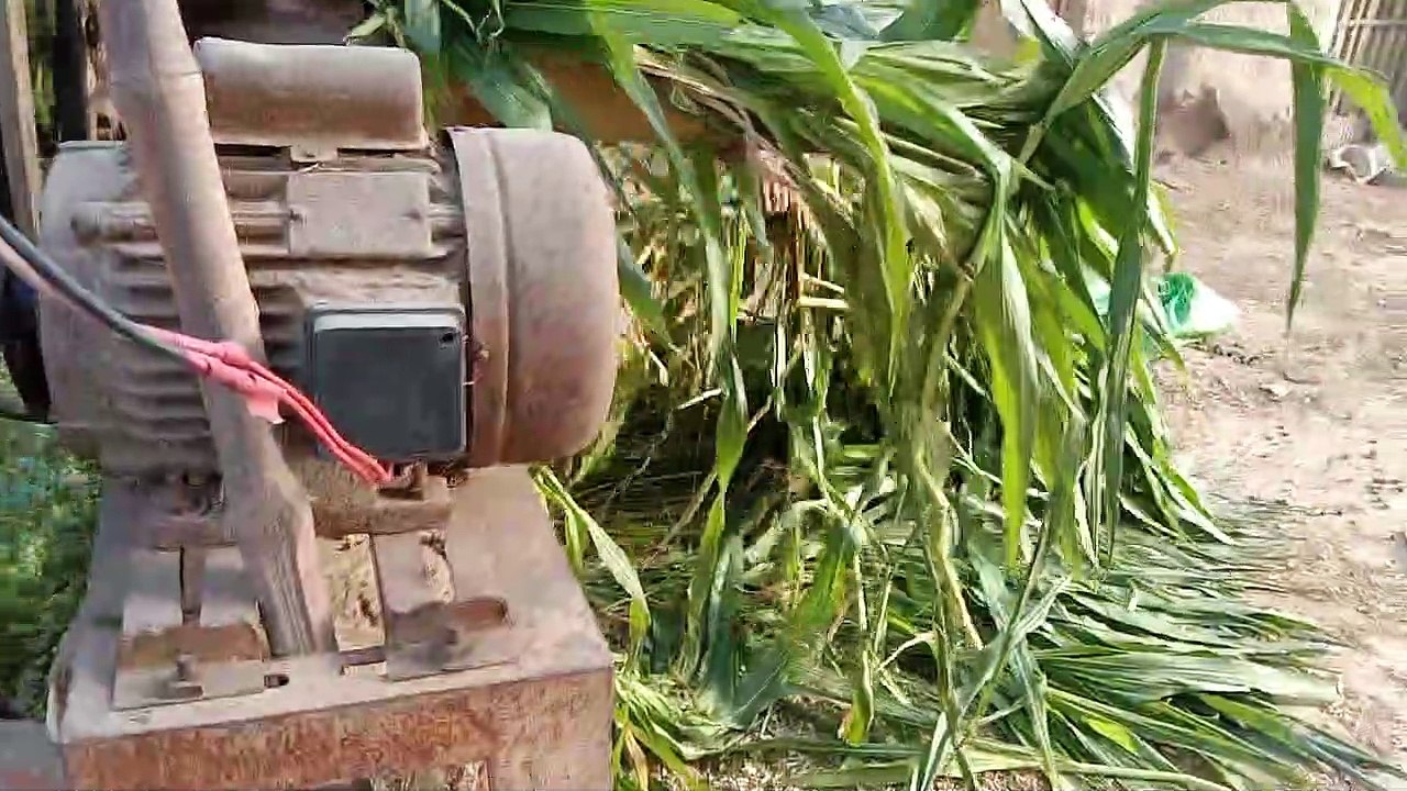 Volig Grass