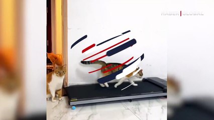 Koşu bandında ter atan kediler izleyenleri gülümsetti