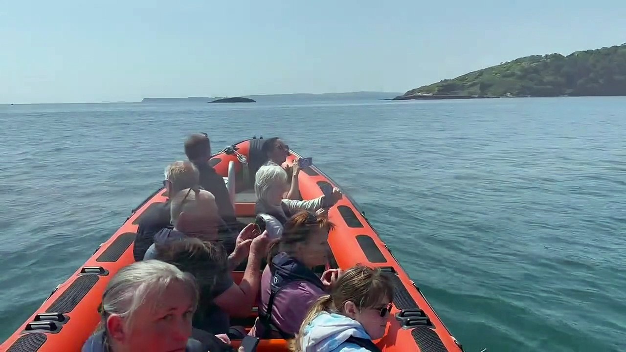 Devon Sea Safari dolphins off Teignbridge coast