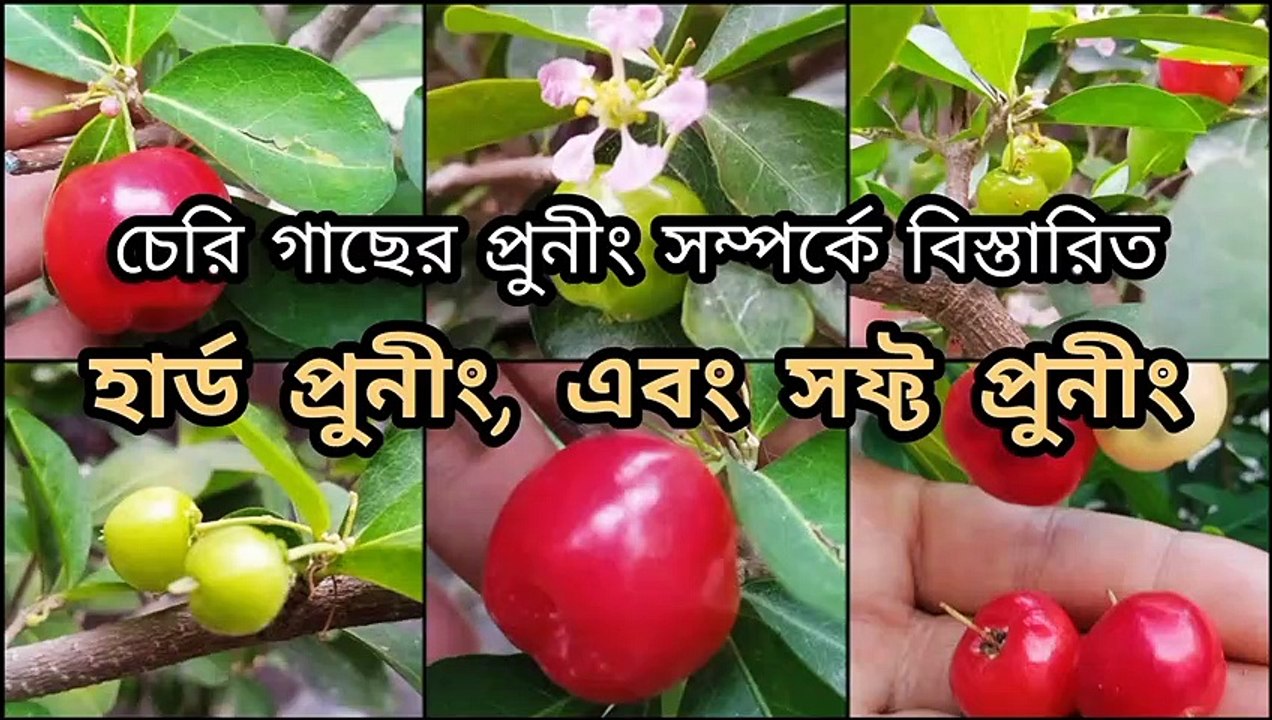 ফলন বৃদ্ধিতে চেরি গাছের বিভিন্ন প্রুনীং পদ্ধতি এবং সঠিক সময় ।। Cherry plant care