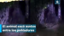 Gorila suelto causa temor y alerta en Hidalgo; Protección Civil atento a reportes