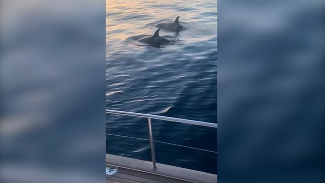 « On est en train de couler » : le cauchemar des passagers d'un voilier attaqué par des orques