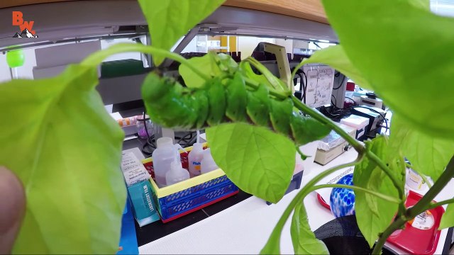 Will I Get Worms - Eating Parasites