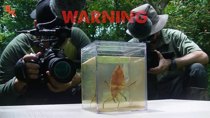 BITTEN by a GIANT WATER BUG!