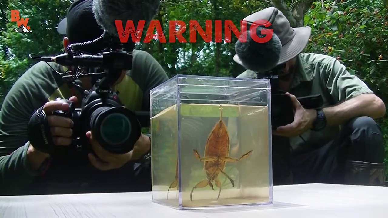 BITTEN by a GIANT WATER BUG!