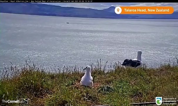 Cet albatros rate complètement son atterrissage