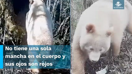Conoce al único panda blanco del mundo