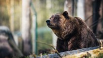 Un oso fue captado cuando se encontraba en asiento trasero de un coche en Estados Unidos