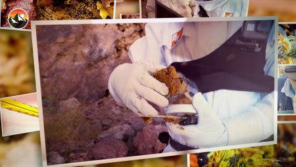 What's Inside a Killer Bee Box!