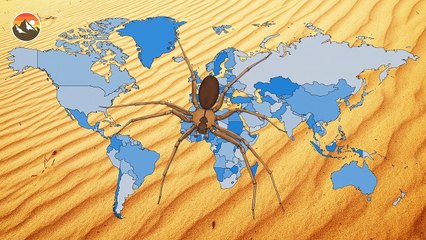 Will it Bite Me! Handling a Brown Recluse!