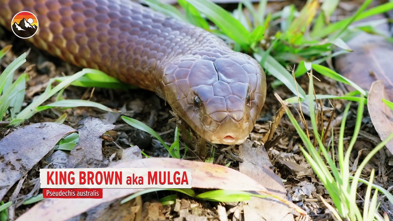 Deadly Snake Milking Gone Wrong! (2)