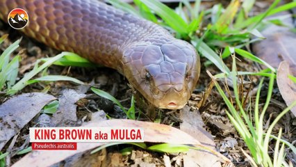 Deadly Snake Milking Gone Wrong! (2)