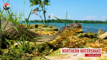 Would You Enter a Snake Infested Forest