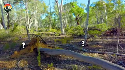 SPIKED by an Echidna!