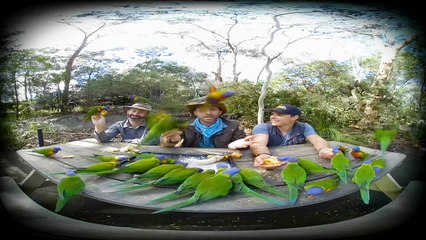 Parrots Crash our Picnic! - in VR180!