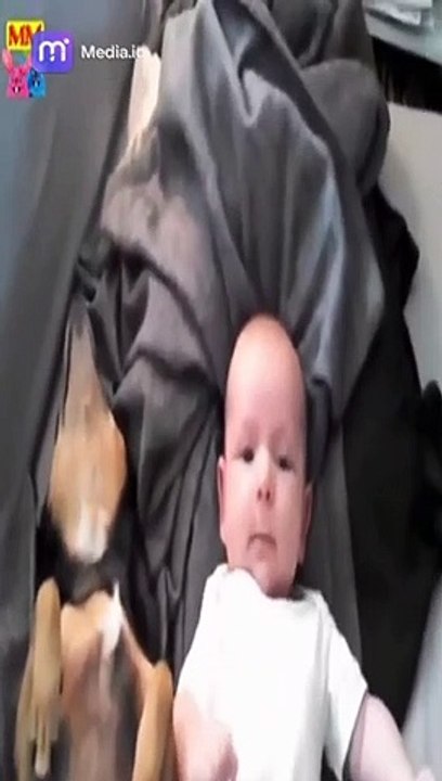 مغامرات ممتعة لعب الكلاب في أجمل لحظاتها