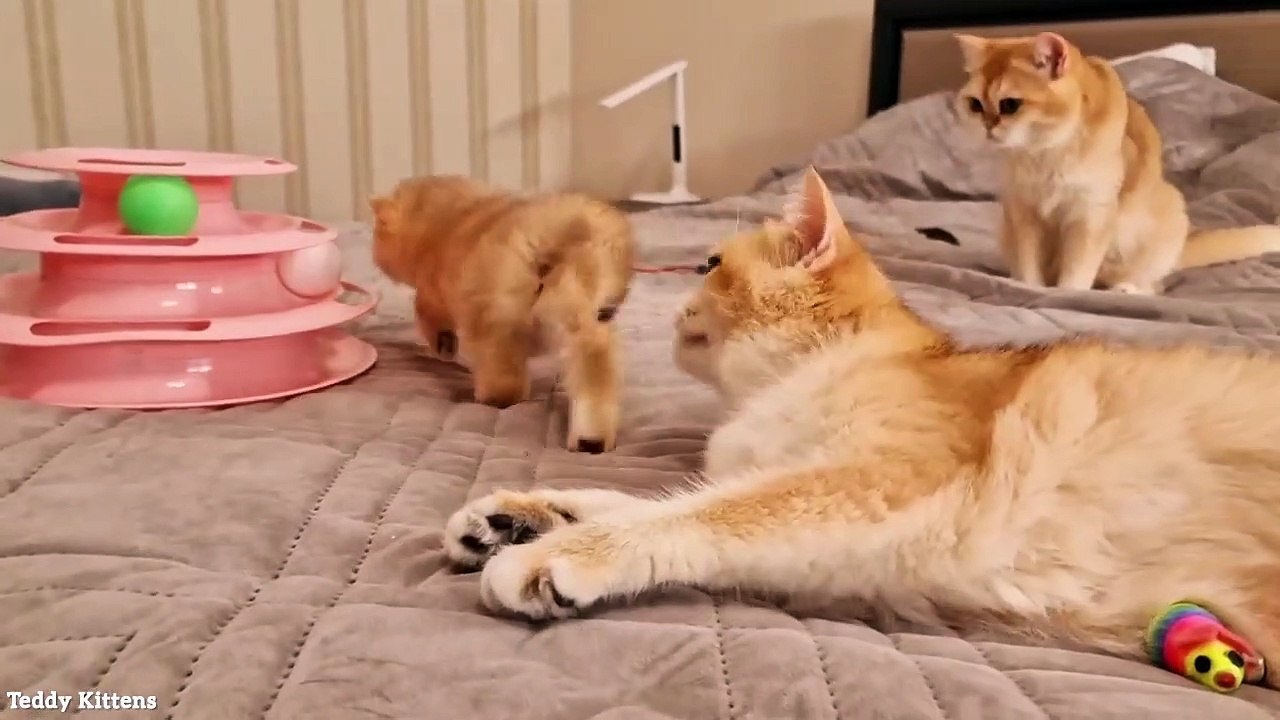 Melania bathes Pinky on a strict schedule  Pinky helps her mom wash her tail