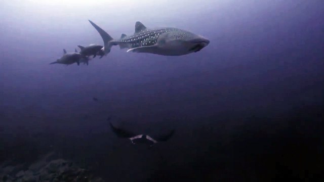 Requin baleine, raie manta et dauphins nagent ensemble