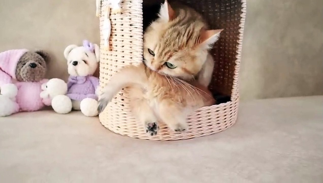 Mom Cat playing and talking to her Cute Meowing baby Kittens