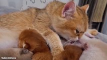 Mom, I'm already an adult, you don't need to wash me _ Kitten Cola plays with her mom