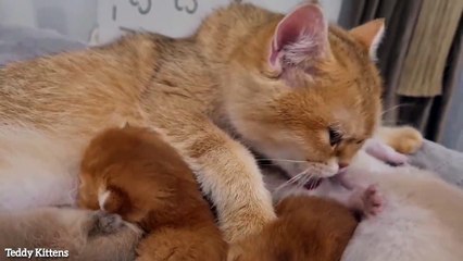 Mom, I'm already an adult, you don't need to wash me _ Kitten Cola plays with her mom