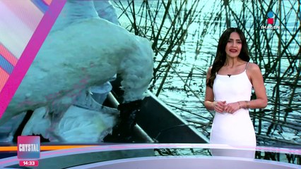 Emergencia zoosanitaria por gripe aviar en Brasil