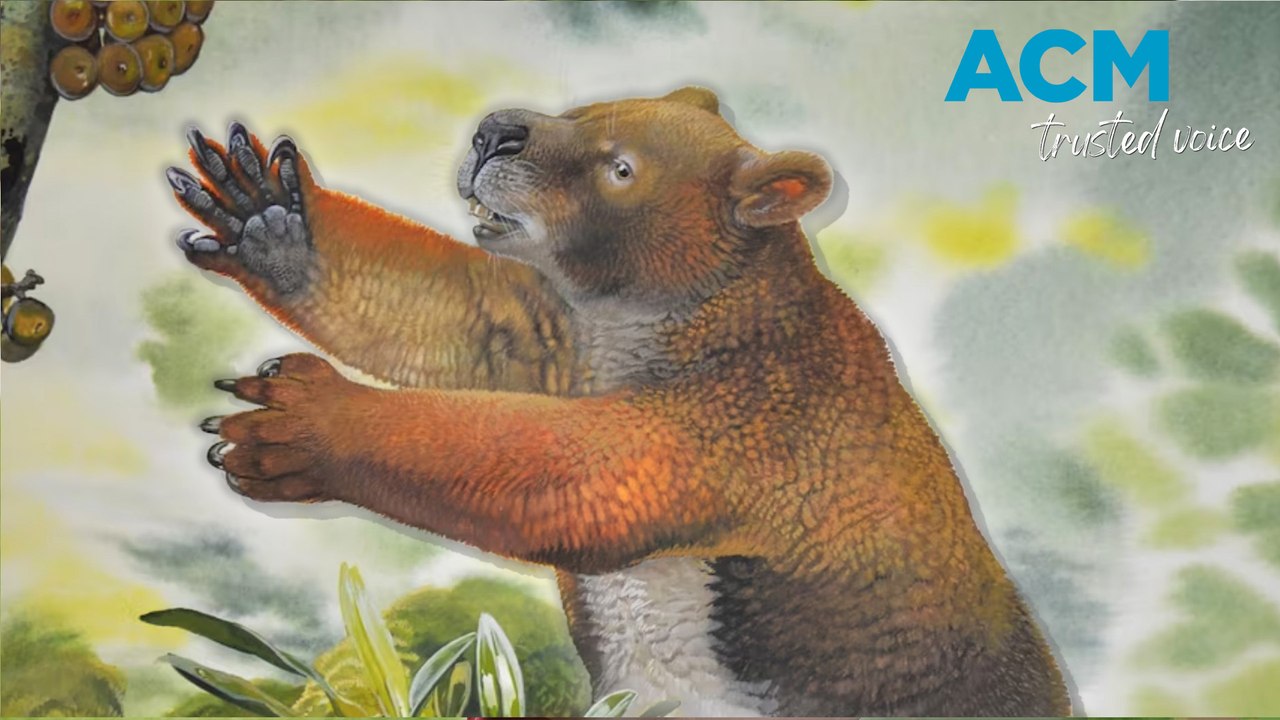 Did drop bears exist?! Evidence found to support Aussie folklore