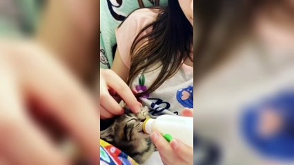 Amazing !!! funny videos about cats - part 4