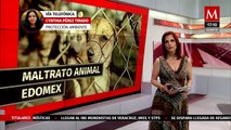 Este hecho lamentable no es un tema de maltrato es un tema de crueldad animal: Cynthia Pérez