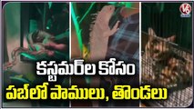 6 Arrested In Xora Pub For Displaying Exotic Animals | Hyderabad | V6 News