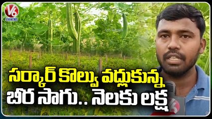 Farmer Getting Huge Profits By Ridge gourd [ బీరకాయ ] Farming | Jagtial | V6 News