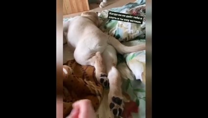 New Funny Videos 2023  Cutest Cats and Dogs  Part 113