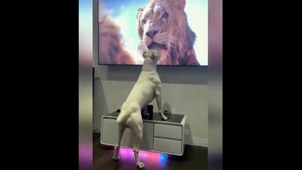 New Funny Videos 2023  Cutest Cats and Dogs  Part 118