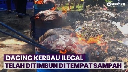 Ngeri! Warga Berebut Daging Kerbau Ilegal yang Dimusnahkan Bea Cukai Bengkalis di TPA