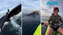 Magical moment friendly whales breach and wave 'hello'!