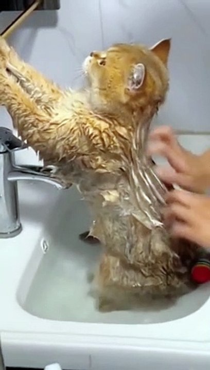 Cat Taking Bath | Cat Funny Moments | Cute Pets | Funny Animals ...