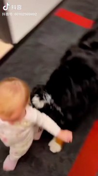 Dog Playing With Little Baby |Animals Funny Moments | Dog Funny Moments | Cute Pets | Funny Animals