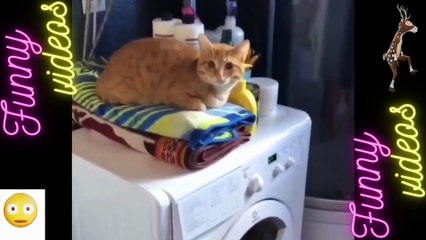 082 Laugh Out Loud Hilarious Videos Guaranteed to Make You Smile