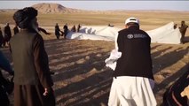 Una plaga de langostas pone en alerta la agricultura en Afganistán