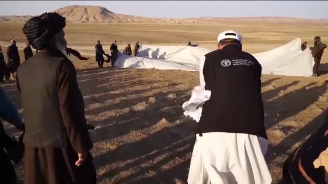 Una plaga de langostas pone en alerta la agricultura en Afganistán