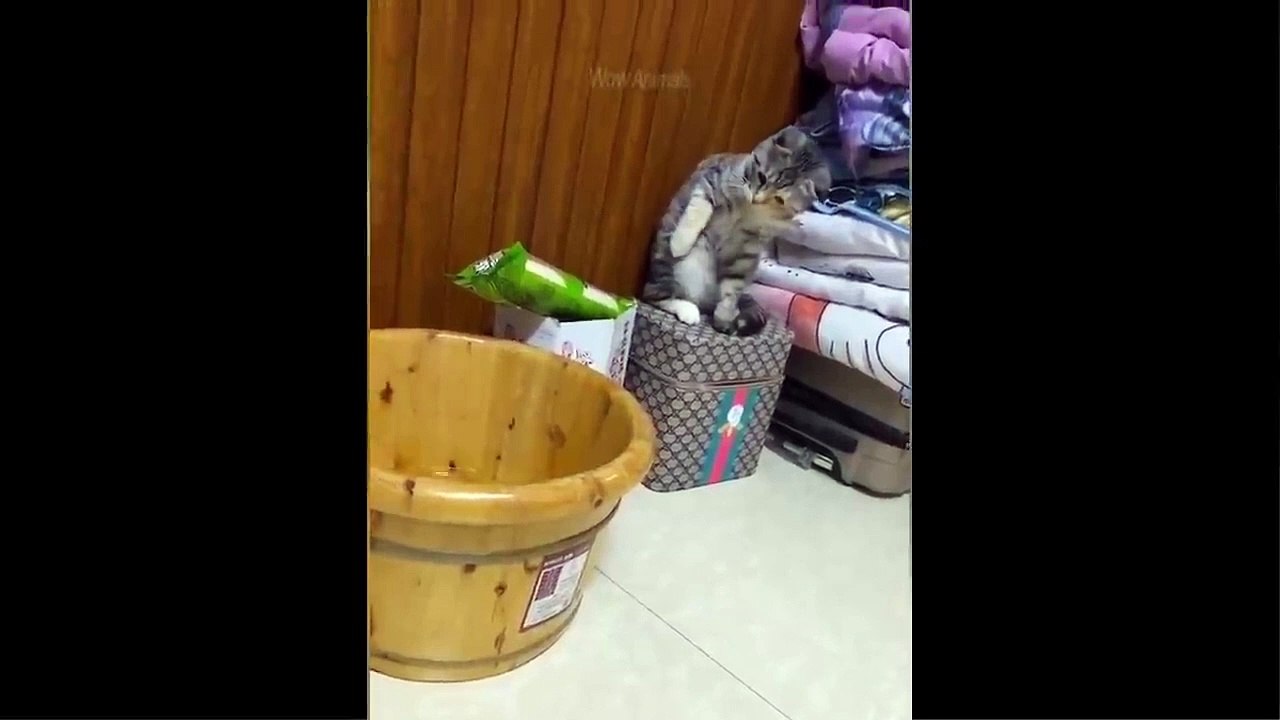 Funniest Animals - Best Of The 2021 Funny Animal Videos #41