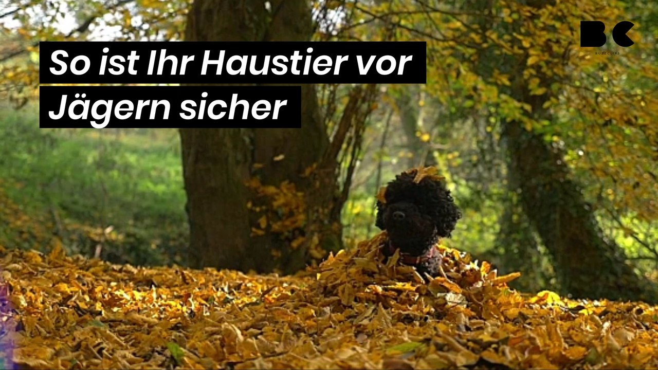So ist Ihr Haustier vor Jägern sicher